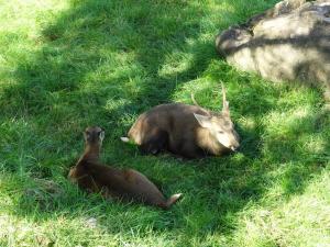 Cerf cochon