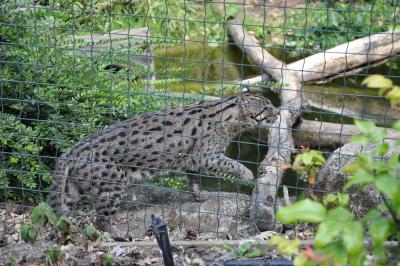 Chat pécheur - 2014
