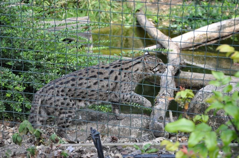 Chat pécheur
