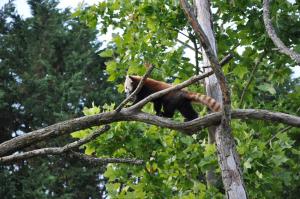 Panda roux