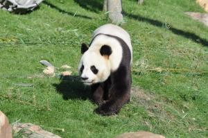 Grand panda