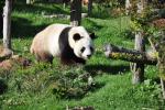 61 Grand panda