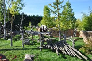 Grand panda