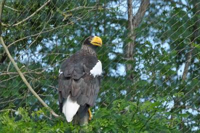 Pygargue de Steller - 2014