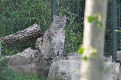 Panthère des neiges - 2014