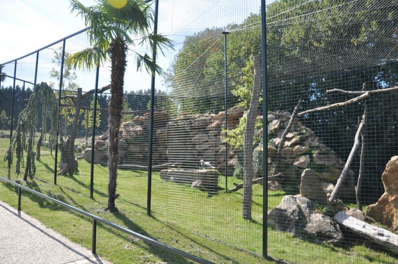 Gypaéte barbu
