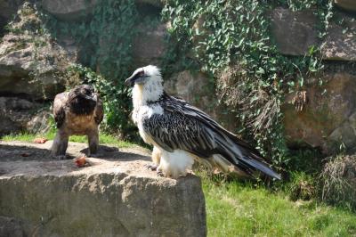 Gypaéte barbu - 2014