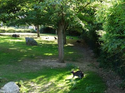 Wallaby de Bennett - Céréopse - 2014