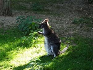Wallaby de Bennett