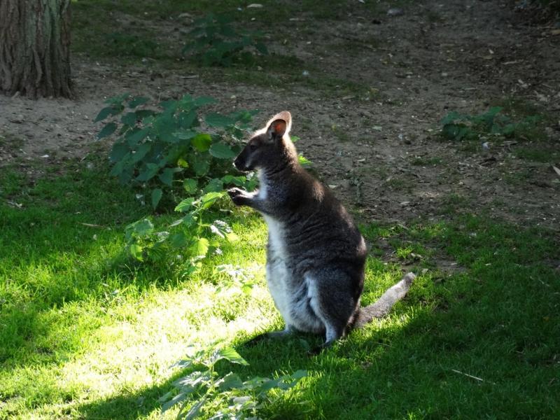 Wallaby de Bennett