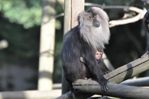 Macaque ouandérou