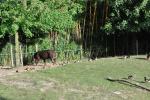 80 Tapir terrestre