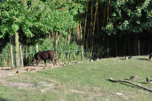 Tapir terrestre