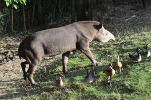 Tapir terrestre