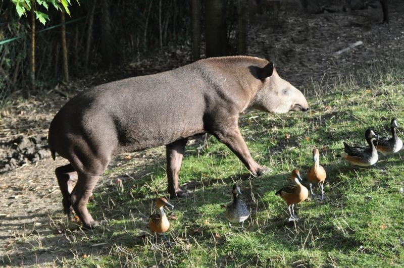 Tapir terrestre