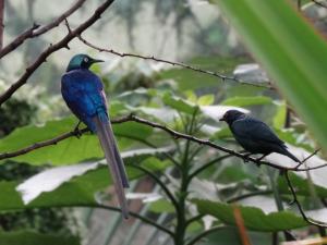 La serre tropicale des oiseaux