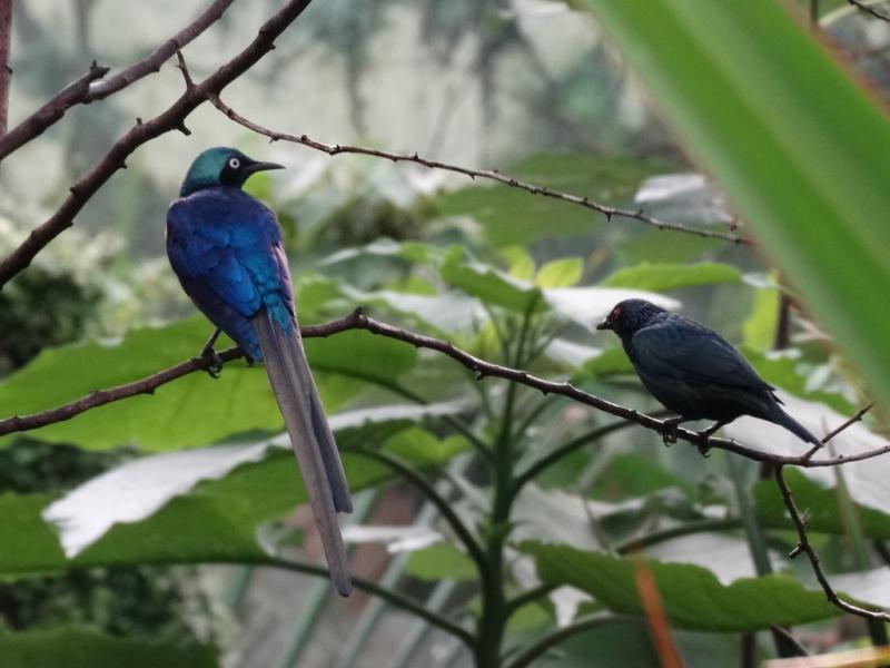 La serre tropicale des oiseaux