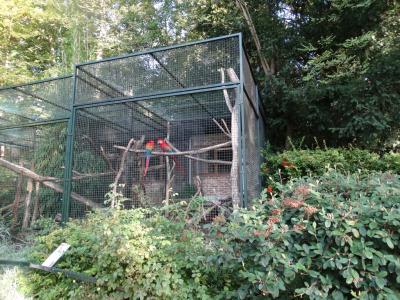 Ara chloroptère - 2014