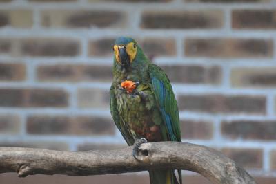 Ara macavouanne - 2014