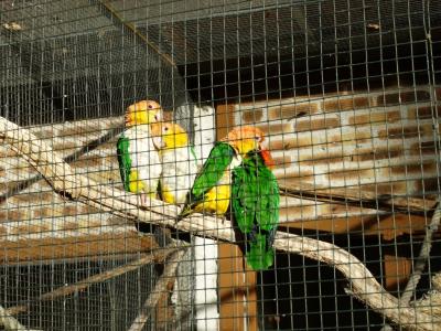 Caïque à ventre blanc - 2014