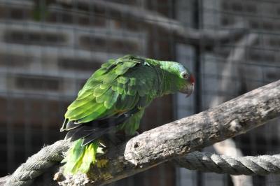 Amazone vineuse - 2014