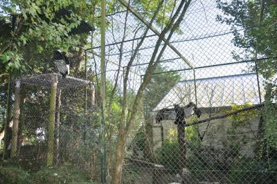 Condor des Andes - 2014