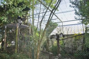 Condor des Andes