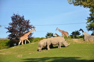 Plaine africaine