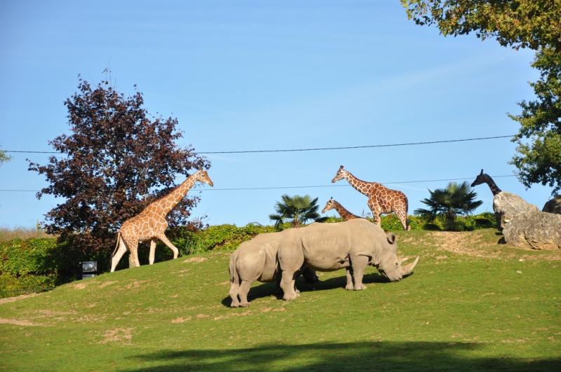 Plaine africaine