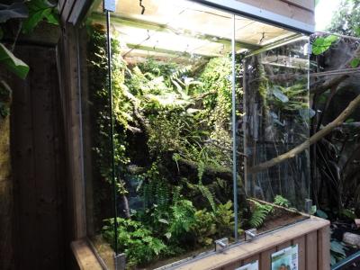 Serre des gorilles - 2014