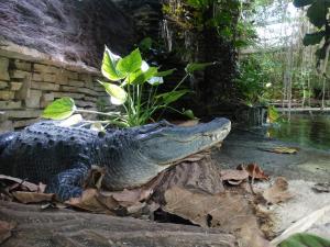 Alligator du Mississippi