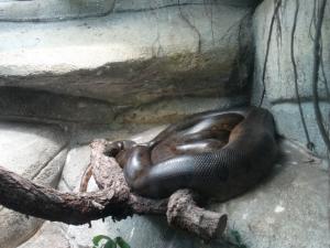 Anaconda vert