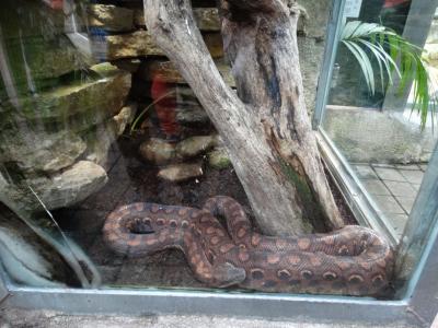 Boa arc en ciel - 2014