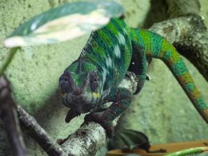 Caméléon panthère