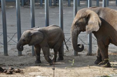 Eléphant d'Afrique - 2014