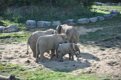 Eléphant d'Afrique - 2014
