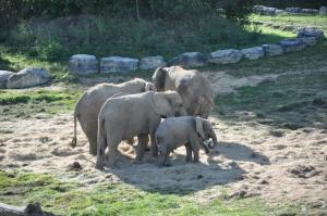 Eléphant d'Afrique
