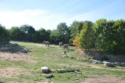 Eléphant d'Afrique - 2014