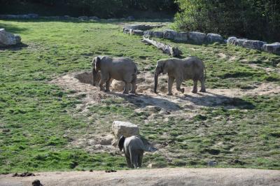 Eléphant d'Afrique - 2014