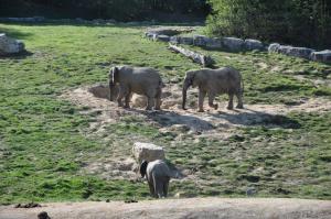 Eléphant d'Afrique