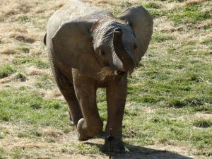 Eléphant d'Afrique