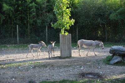 Ane de Somalie - Oryx - Cob - 2014