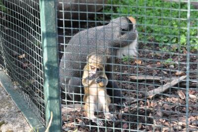 Cercopithèque - 2014