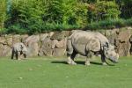 18 Rhinocéros indien