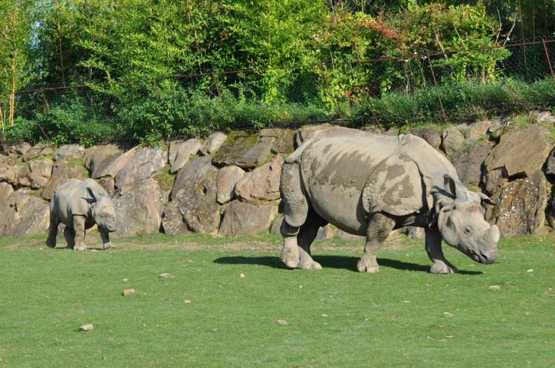 Rhinocéros indien