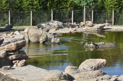 Rhinocéros indien - 2014