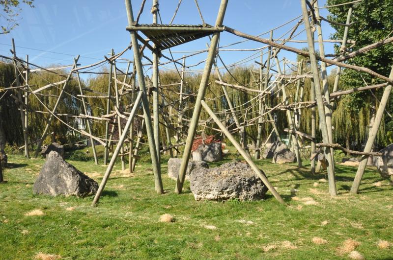 Orang-outang - Gibbon lar