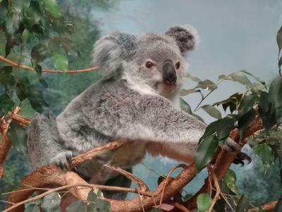 Koala - 2014