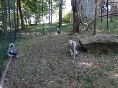 Entelle d'Hanuman - 2014