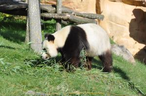 Grand panda